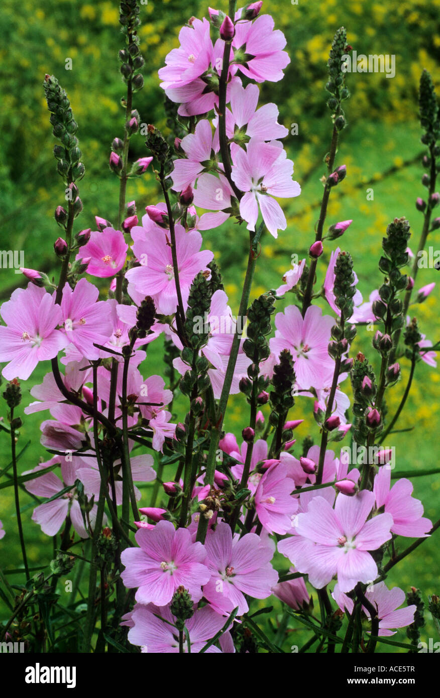 Sidalcea 'Sussex Beauty' pink flowers flower garden plant sidalceas Stock Photo