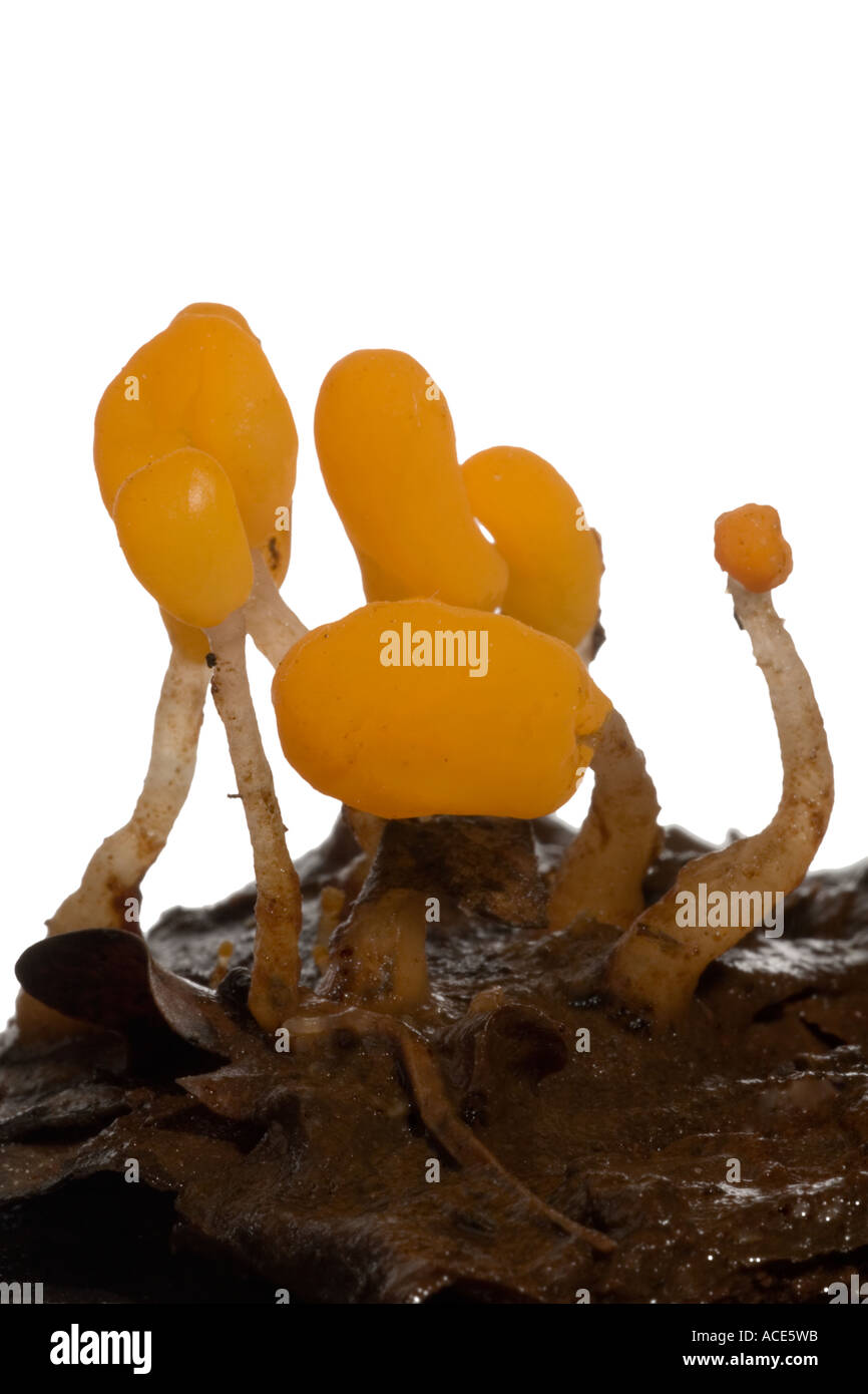 Aquatic fungi hires stock photography and images Alamy