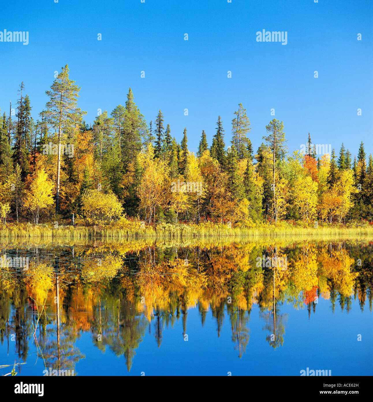 Autumn coloured trees reflected on a calm lake Stock Photo - Alamy