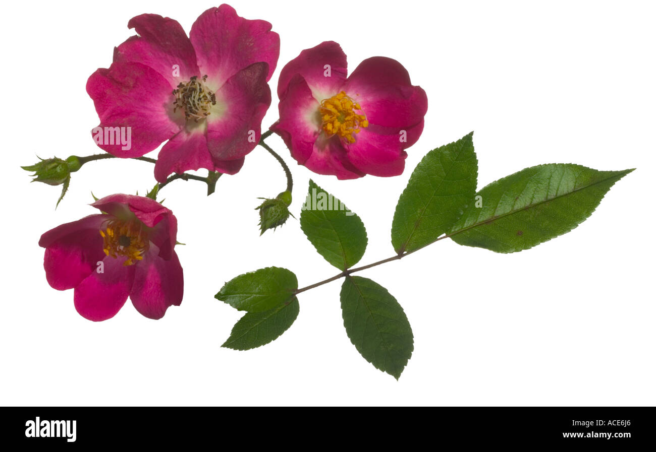 Rose Marjorie Fair Polyantha shrub  Flower cluster Leaf Surrey England Stock Photo