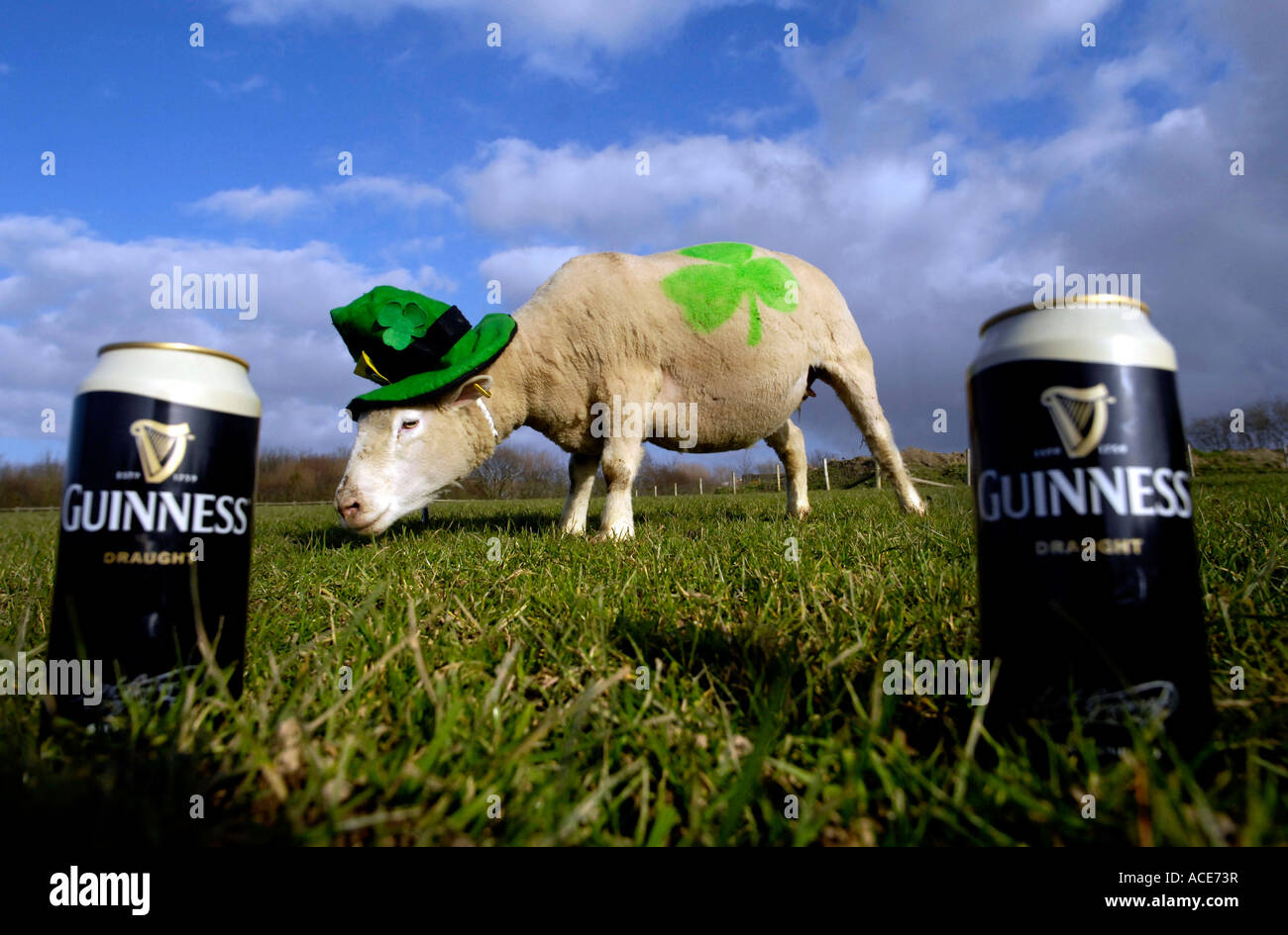 a sheep with a shamrock on its back with can of guiness ale on St Patrick s day, Devon Stock Photo