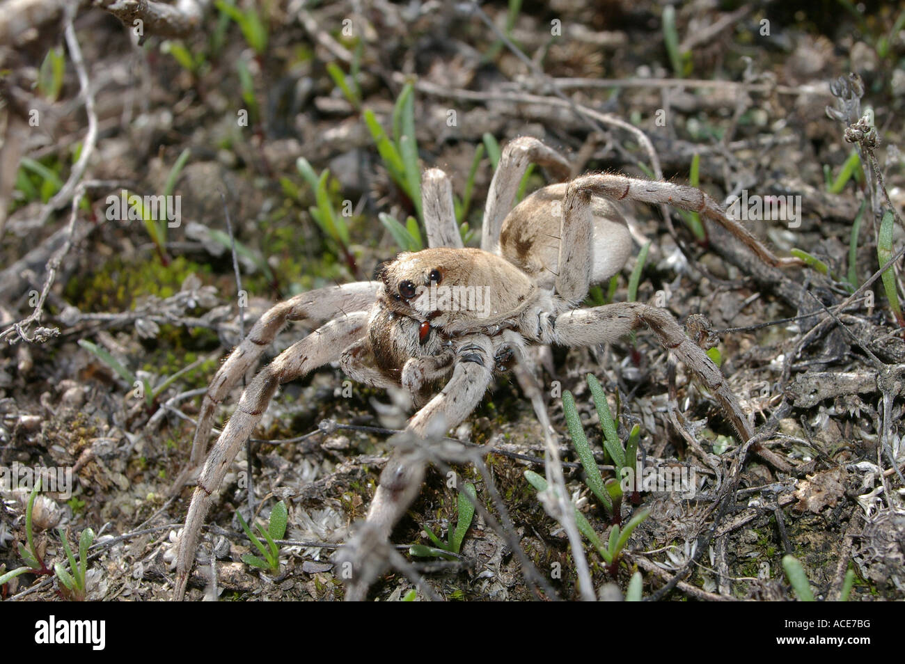 Giant Wolf Spider Stock Photo Alamy