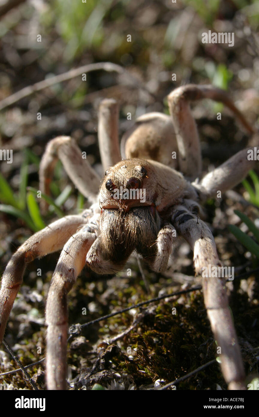 Giant Wolf Spider Stock Photo