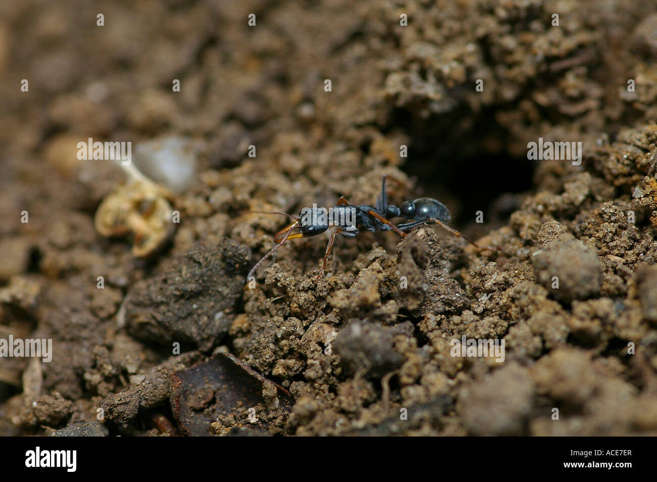 Jumping Jack Ant Stock Photo Alamy