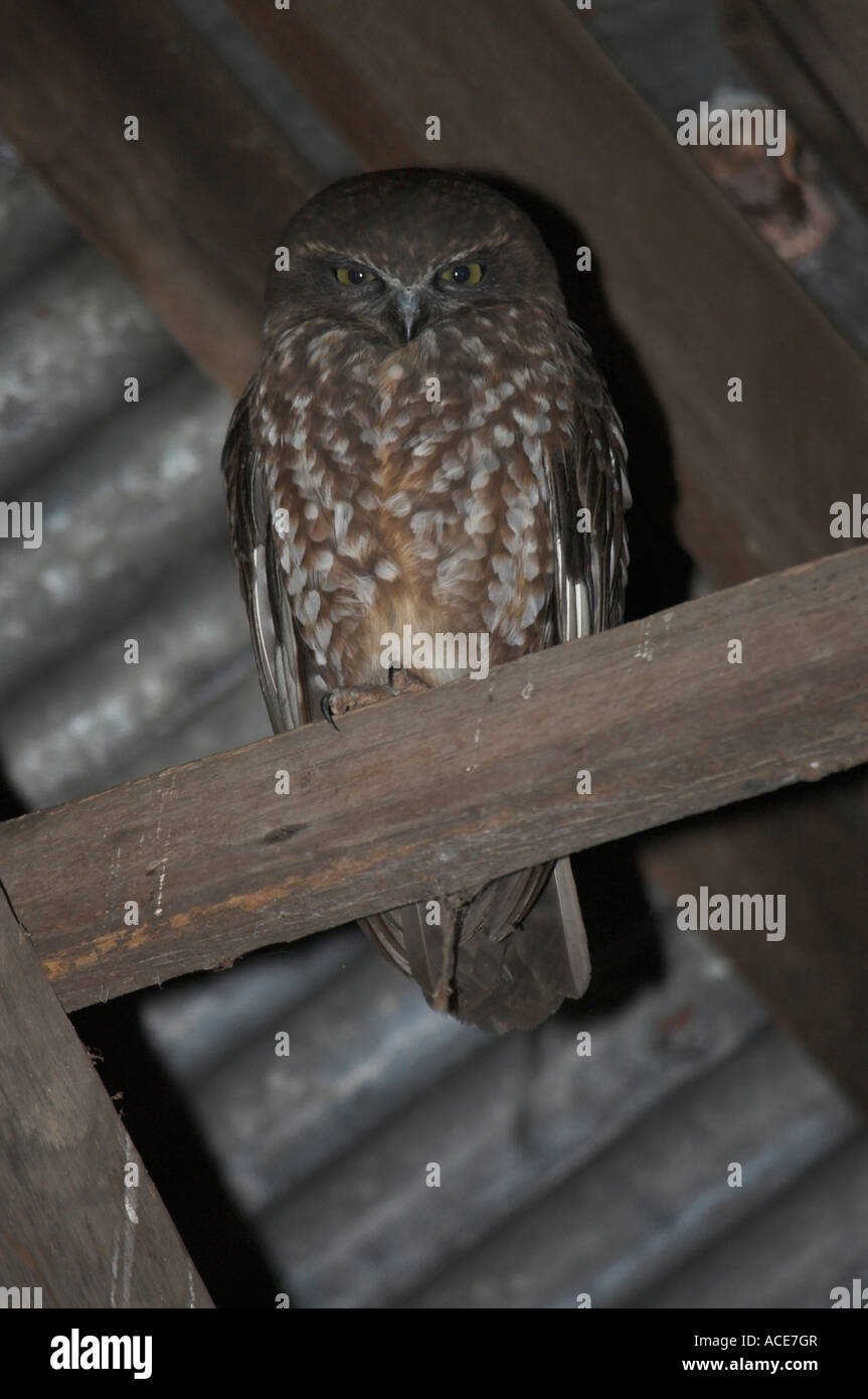 Boobook Owl Stock Photo