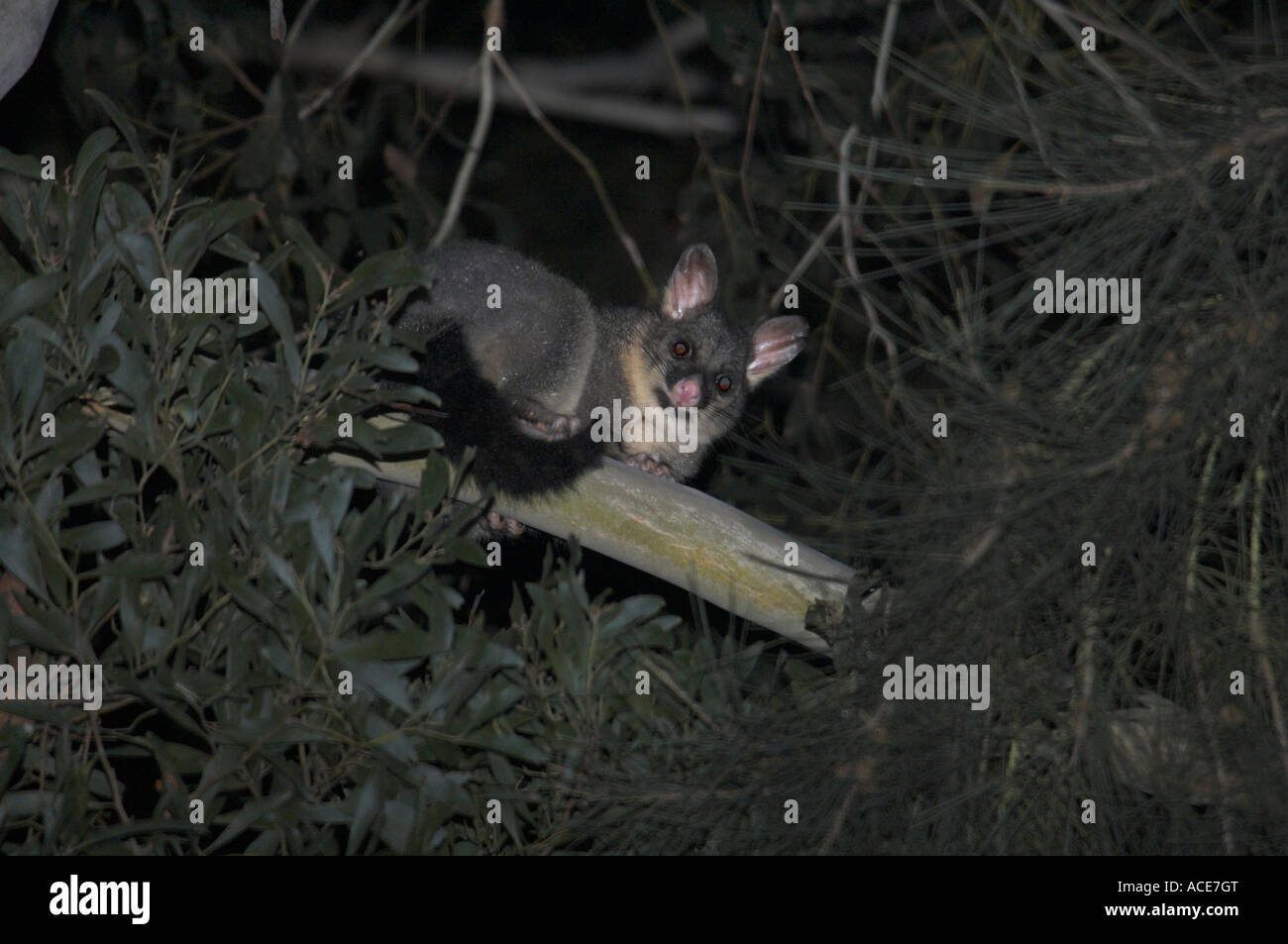 Common Brushtail Possum Stock Photo Alamy
