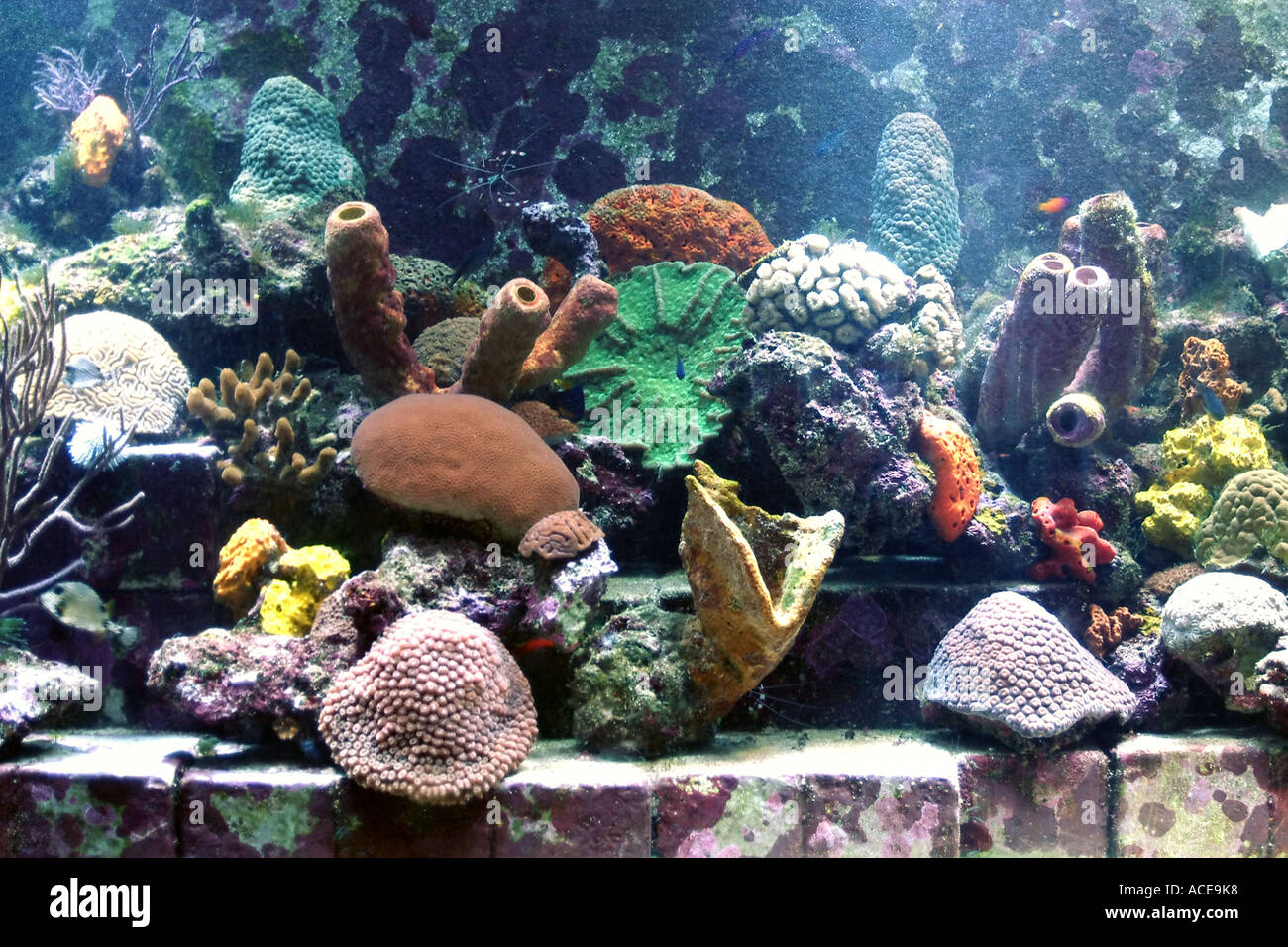 Sponge reef tank hires stock photography and images Alamy