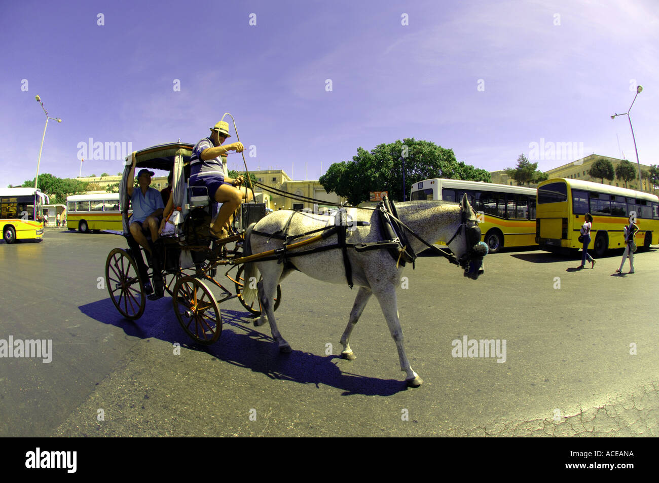 malta horse and carriage transportation traditional typical old