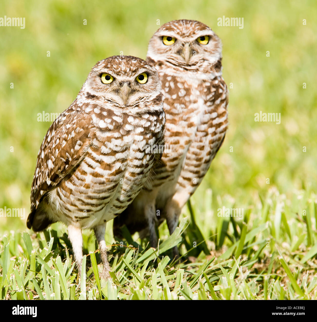 Burrowing Owls, Cape Coral, Florida Stock Photo - Alamy