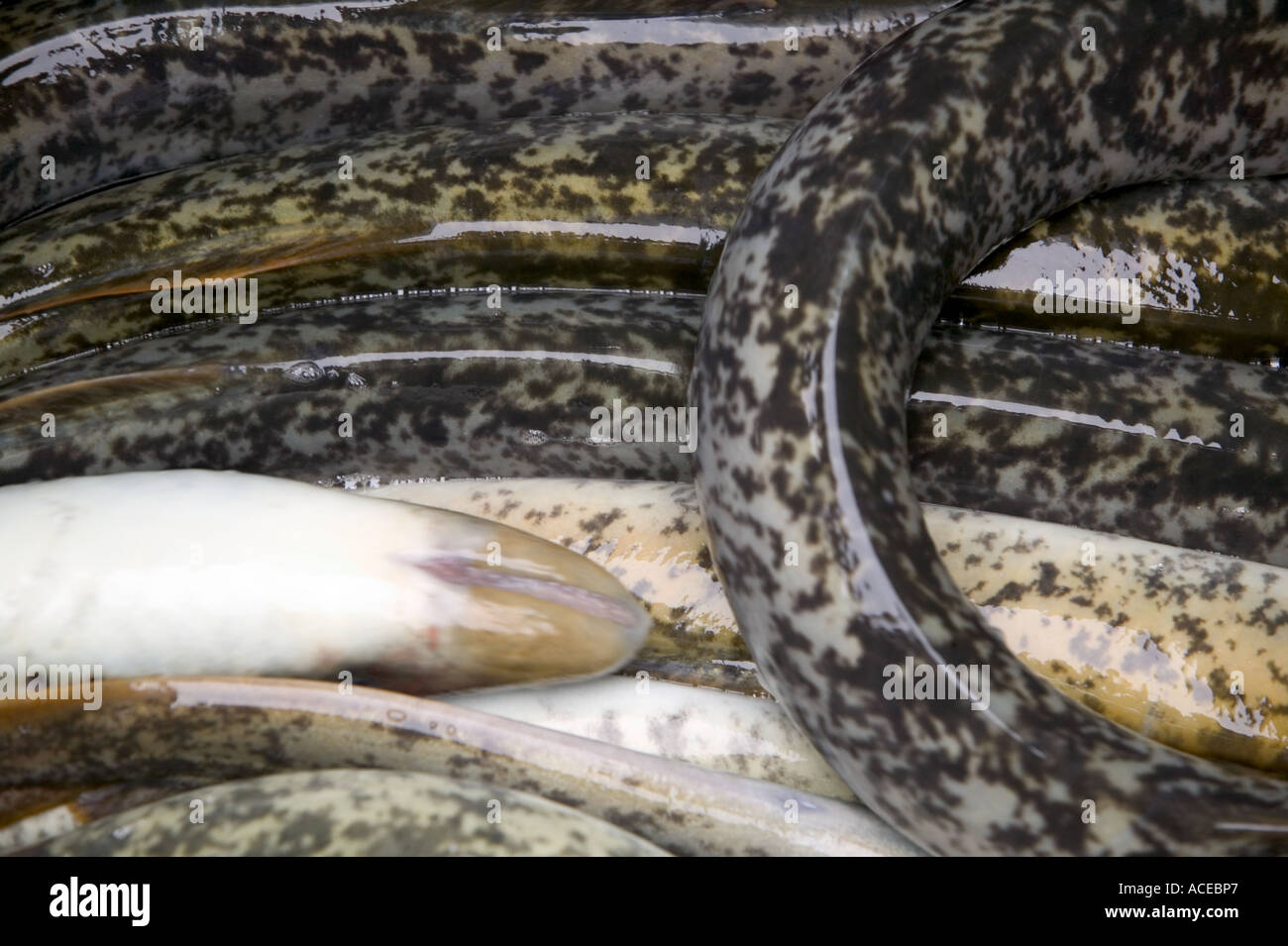 Lamprey eel hires stock photography and images Alamy