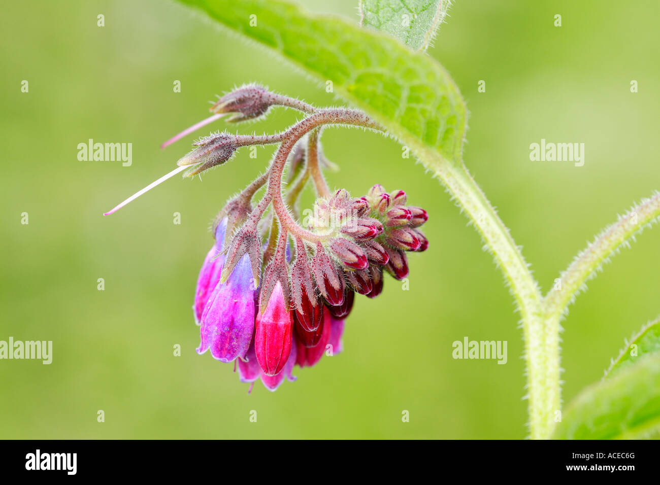 Close up of Common Comfrey Symphytum officinale Stock Photo - Alamy