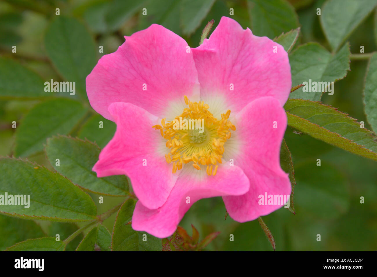 Close up of a Wild Rose growing in Fife Scotland Stock Photo - Alamy