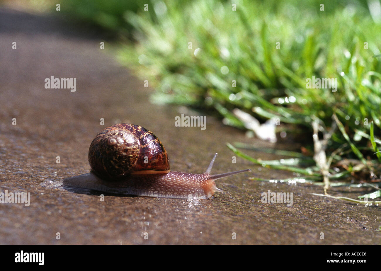 Snail slime trail hires stock photography and images Alamy