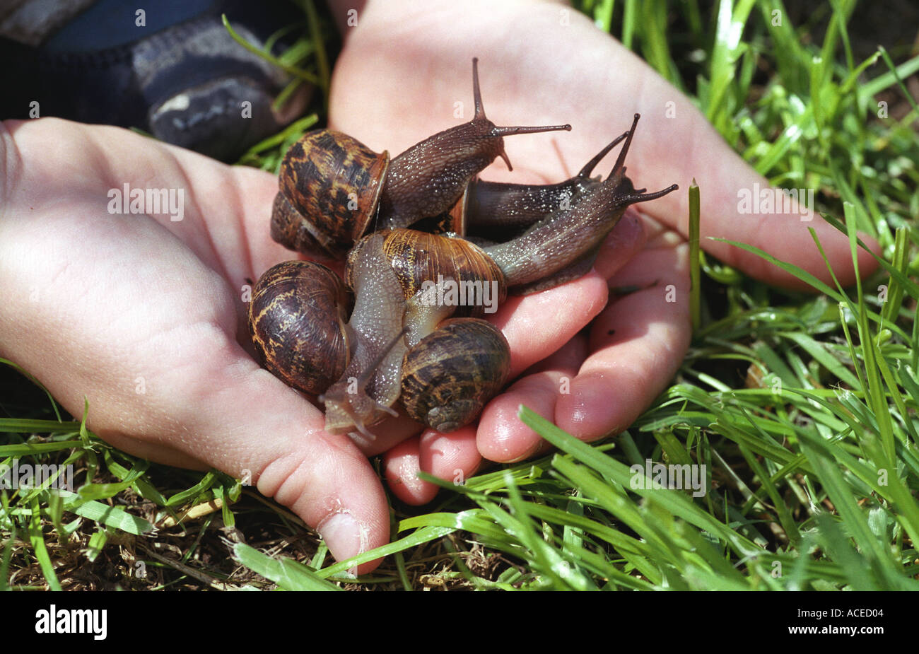 Garden snails in boys hand Stock Photo Alamy