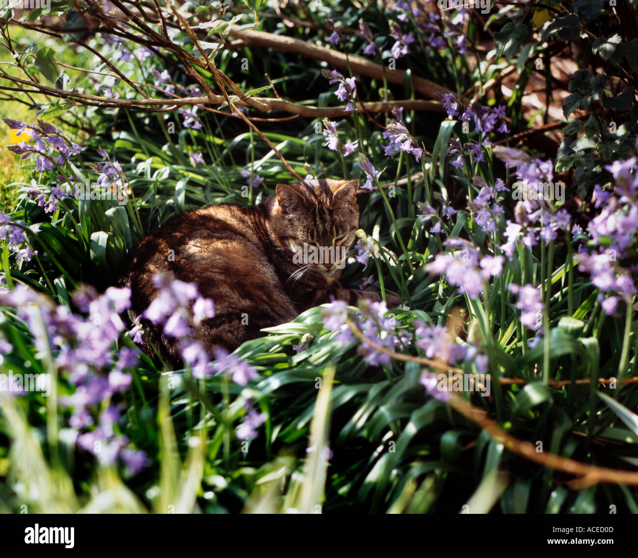 cat resting in flower bed Stock Photo Alamy