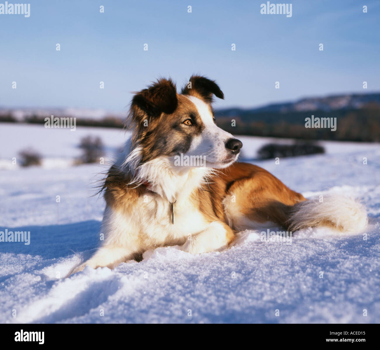 Welsh Border Collie Sheepdog In Snow Stock Photo Alamy