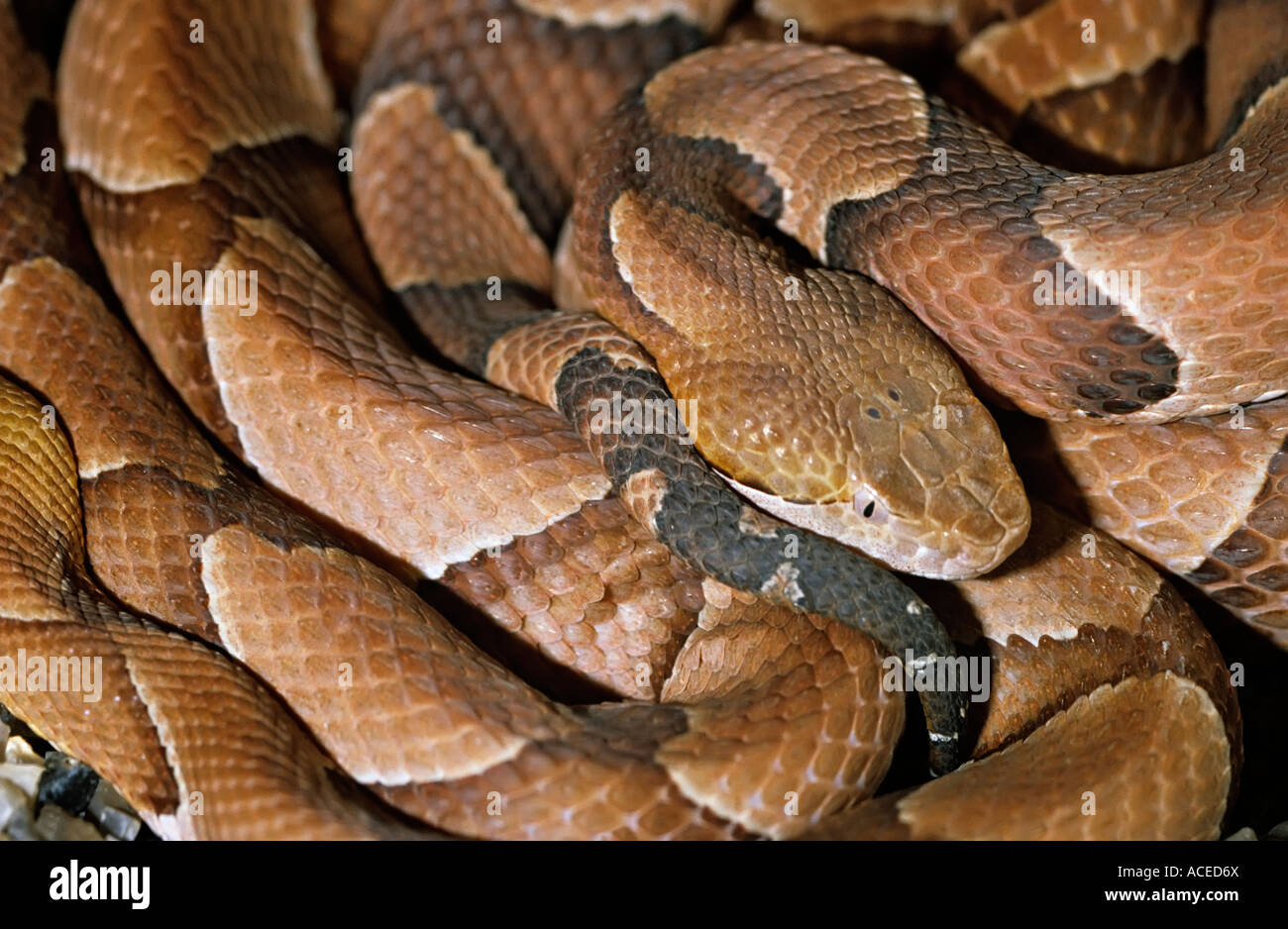 Southern Copperhead snake Agkistrodon crotalidae contortrix southern USA head in coils Stock Photo