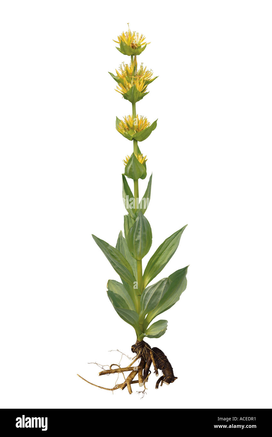 Yellow gentian - Gentiana lutea Stock Photo