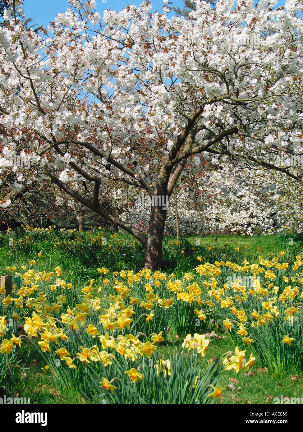 Spring daffodil and cherry tree blossom, Royal Botanic Gardens, Richmond, London, England, United Kingdom Stock Photo