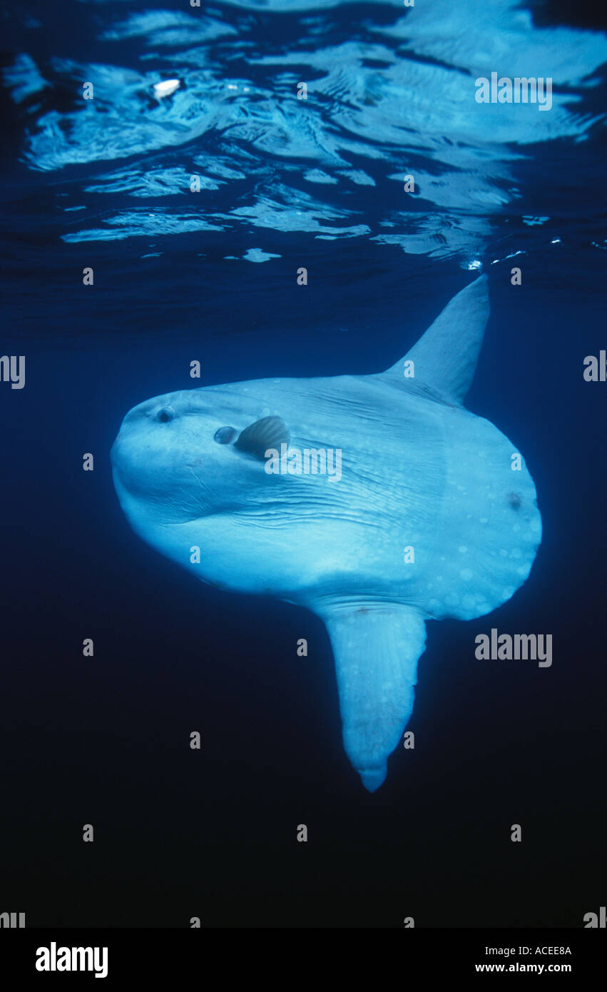 Photo NG 230 Ocean Sunfish Mola mola Photo Copyright Brandon Cole California USA Pacific Ocean Stock Photo