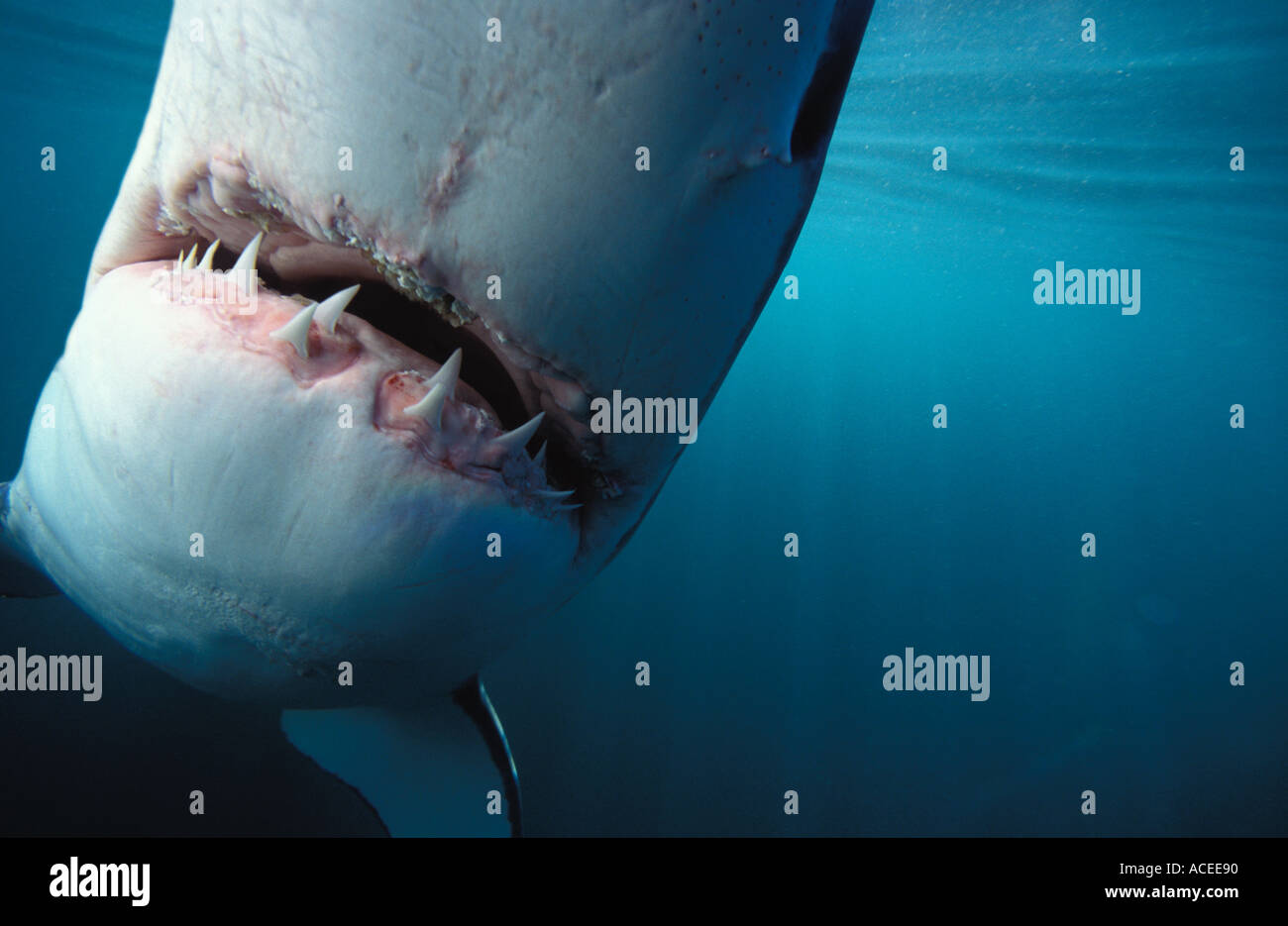 Photo NJ 25 Great White Shark Carcharodon carcharias Photo Copyright