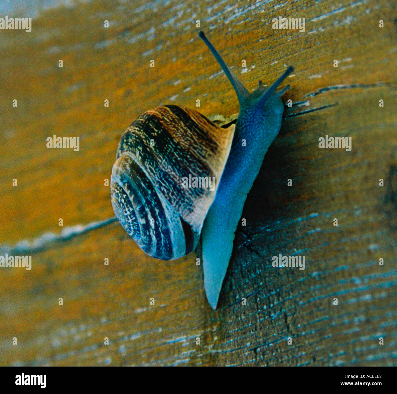 Shell less snail hi-res stock photography and images - Alamy