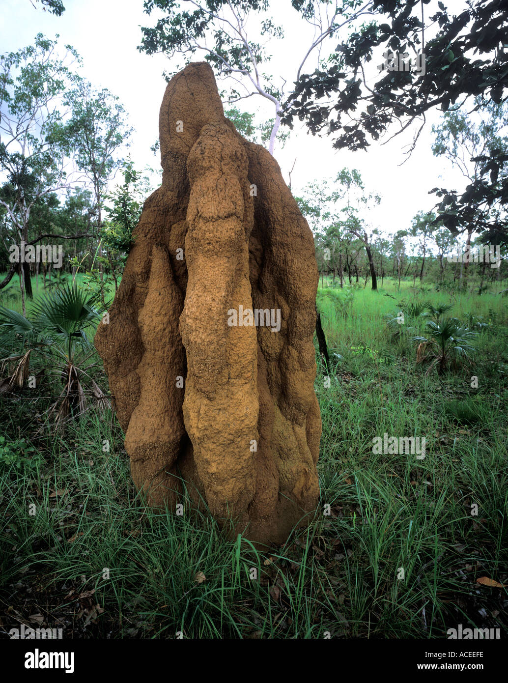 Cathedral Termite Mounds in Litchfield National Park in the Northern Territory Australia Stock Photo