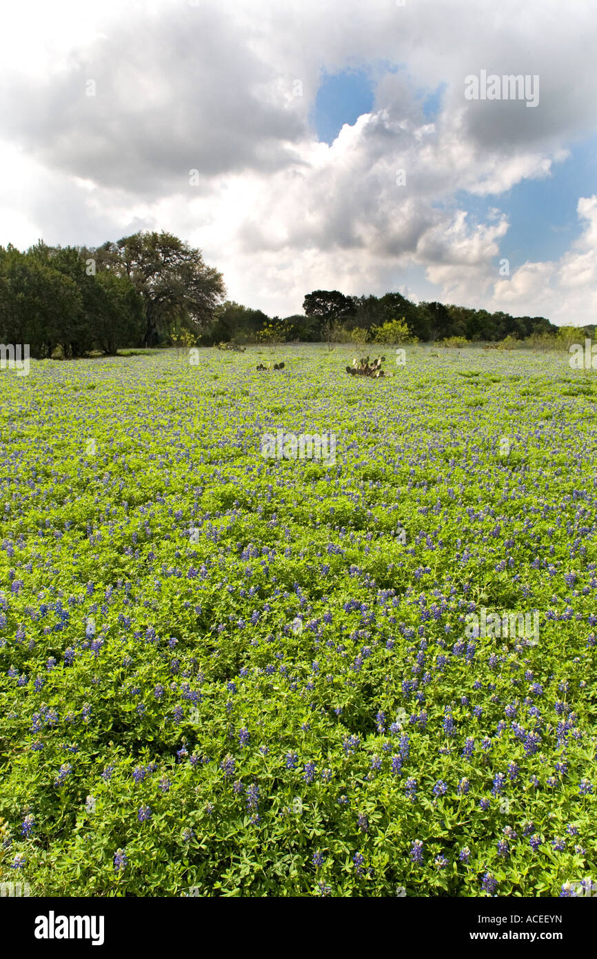 Blue Bonnet field cactus oak portrait Texas Stock Photo