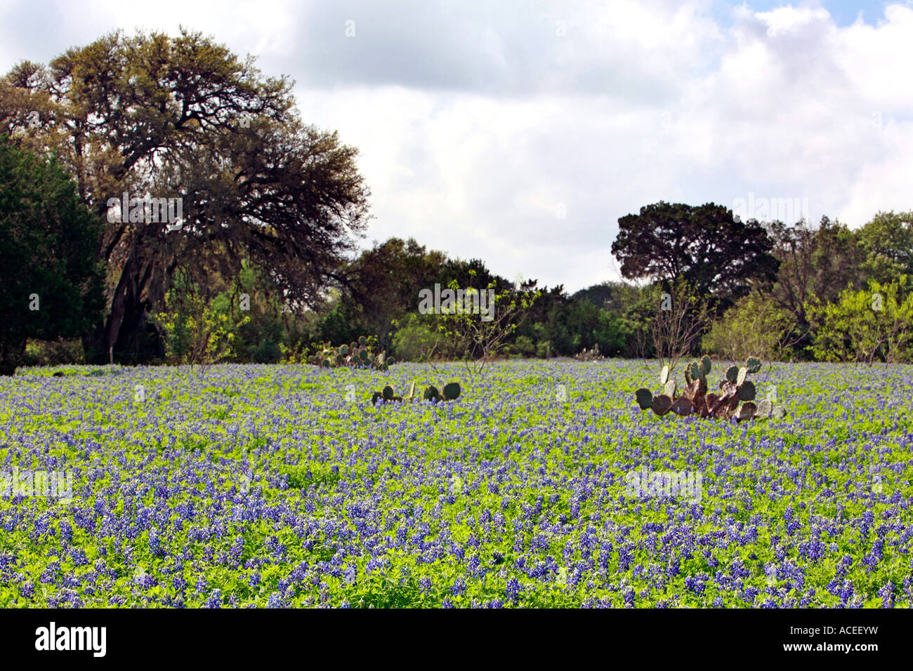 BLue Bonnet Texas state flower Stock Photo