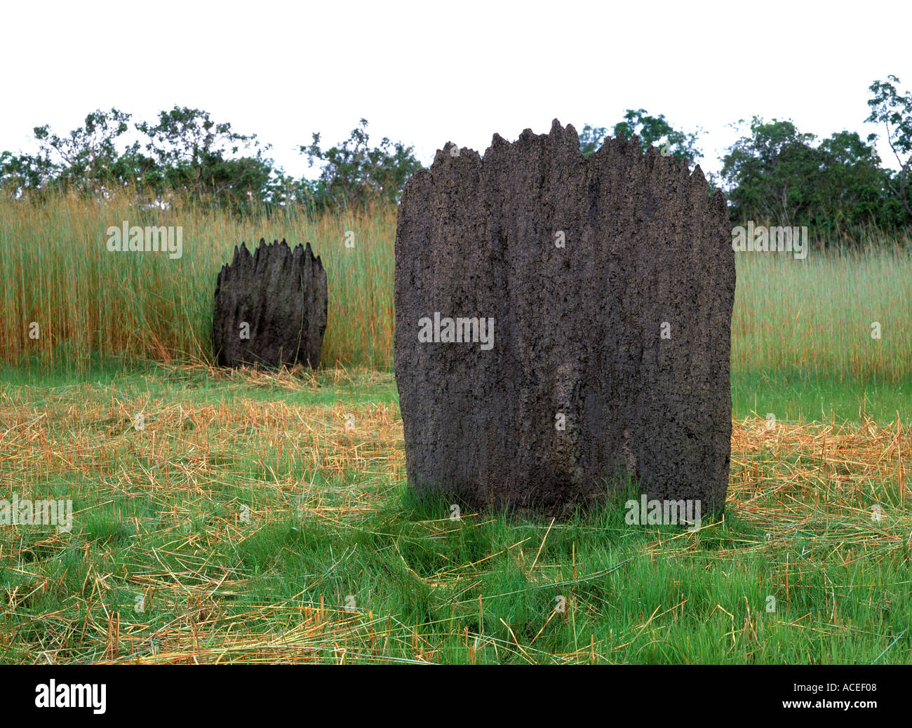 Magnetic Termite Mounds in Litchfield National Park in the Northern Territory Australia Stock Photo