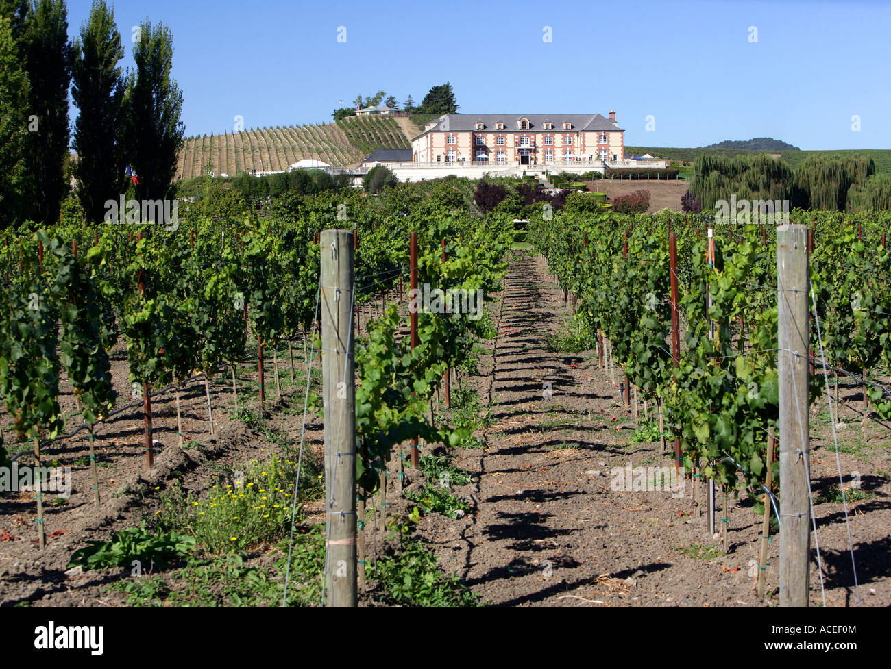 Napa County, vineyards Domaine Carneros of Napa Valley Stock Photo Alamy