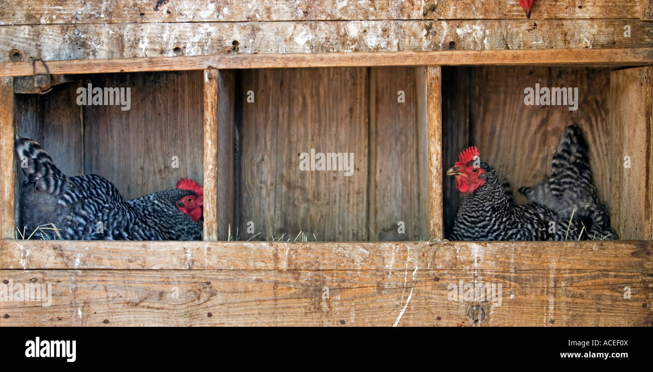 chicken coop two laying Stock Photo Alamy
