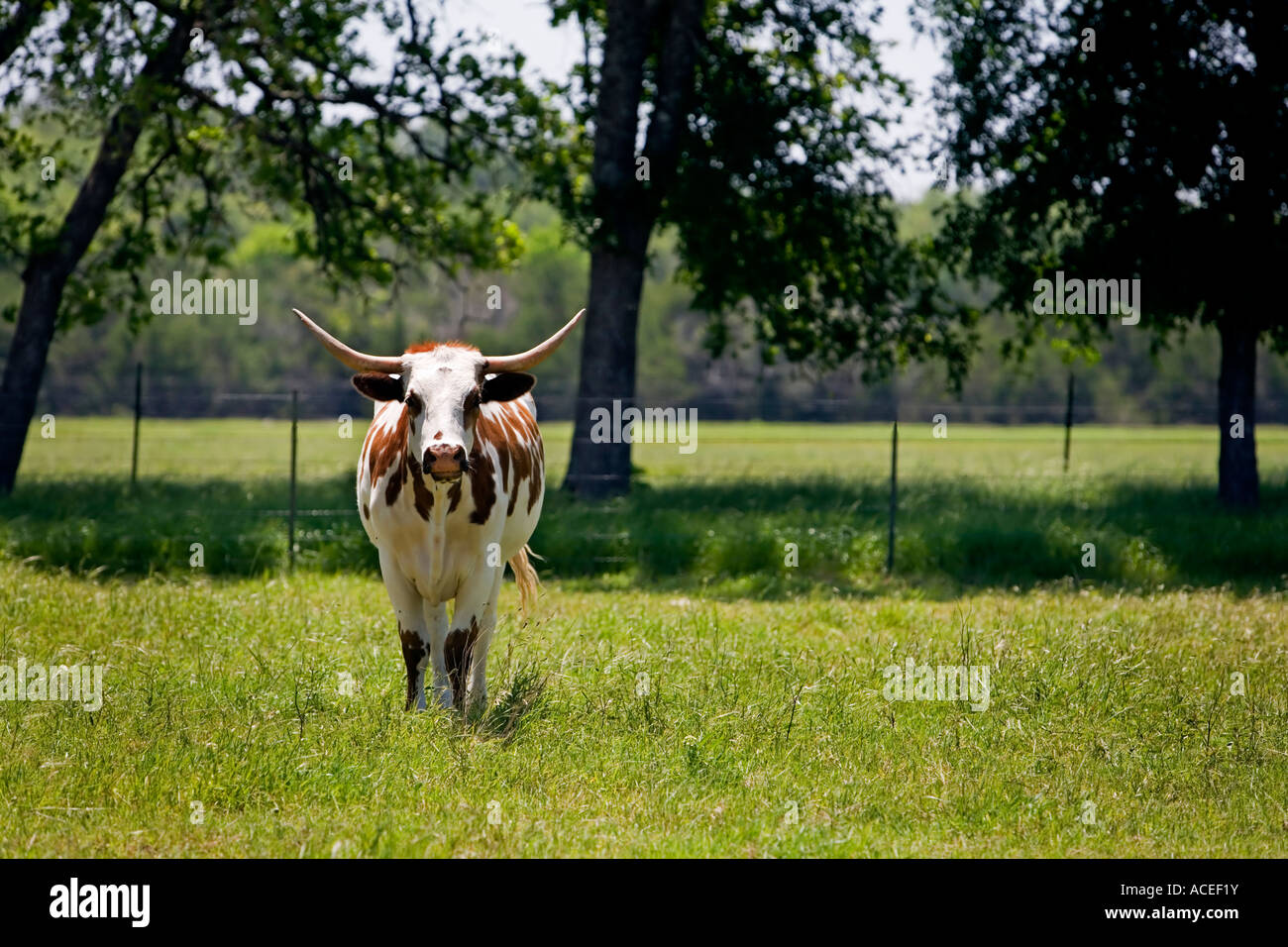 Forward facing cow hires stock photography and images Alamy