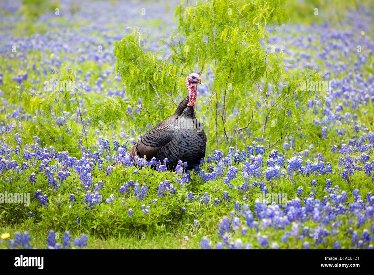 Turkey wild in field Texas Stock Photo Alamy