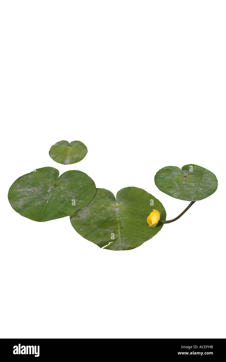 Yellow water lily - Nuphar luteum Stock Photo