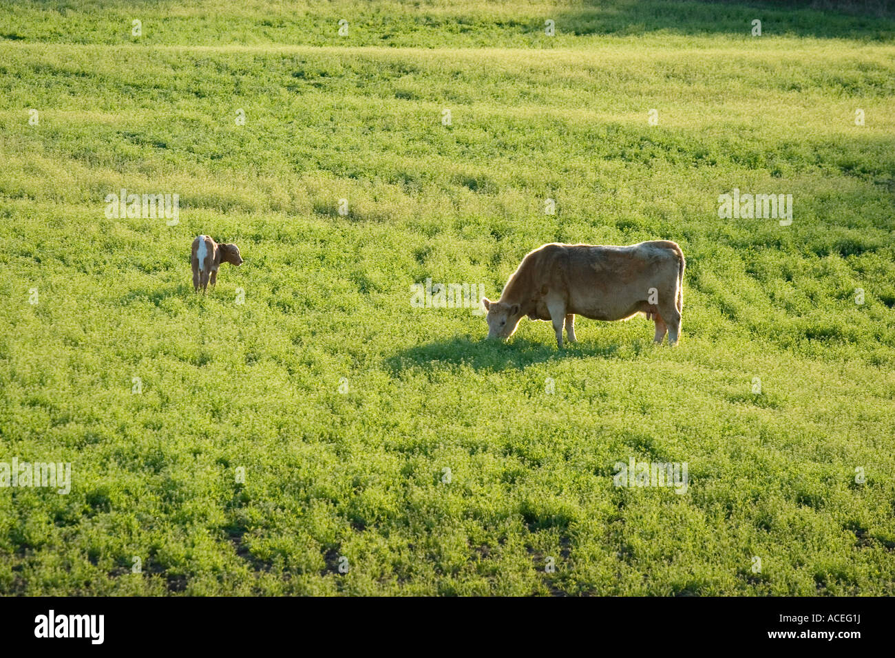 Cow and calf Stock Photo - Alamy
