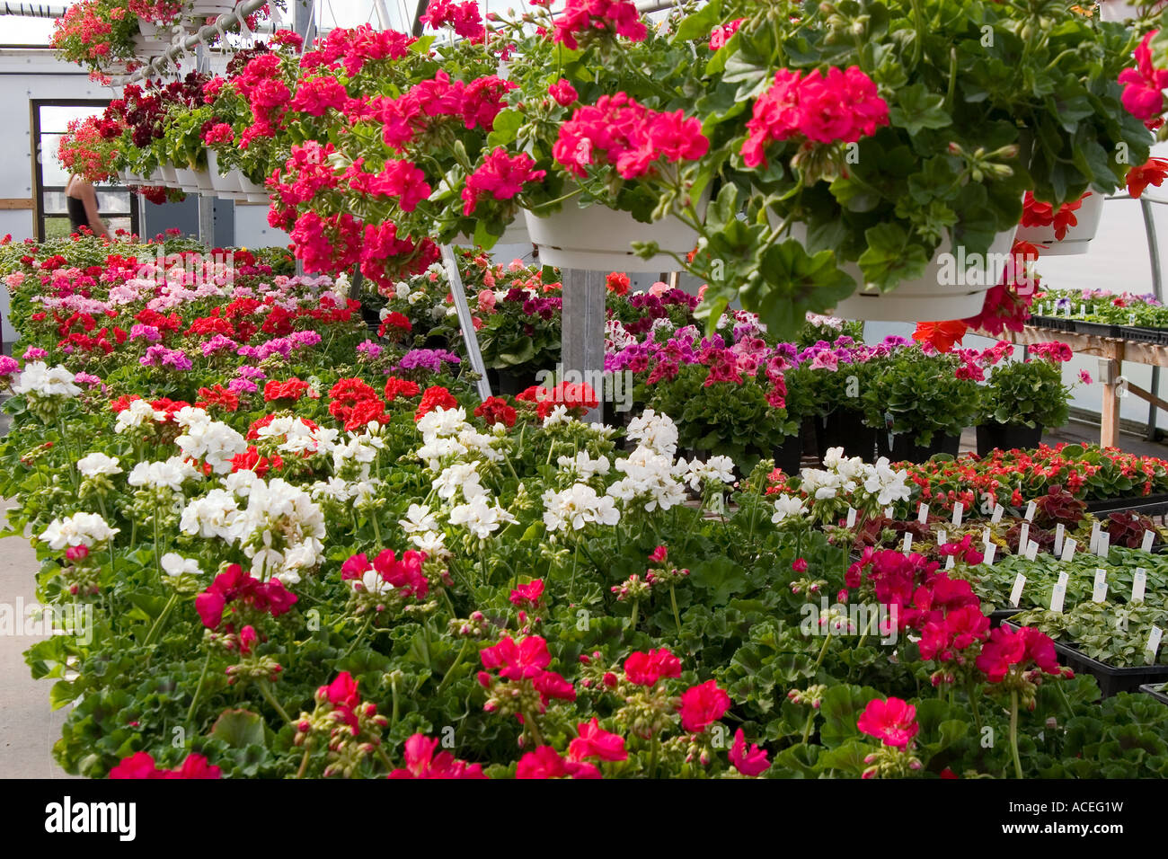 Spring in a greenhouse Stock Photo - Alamy