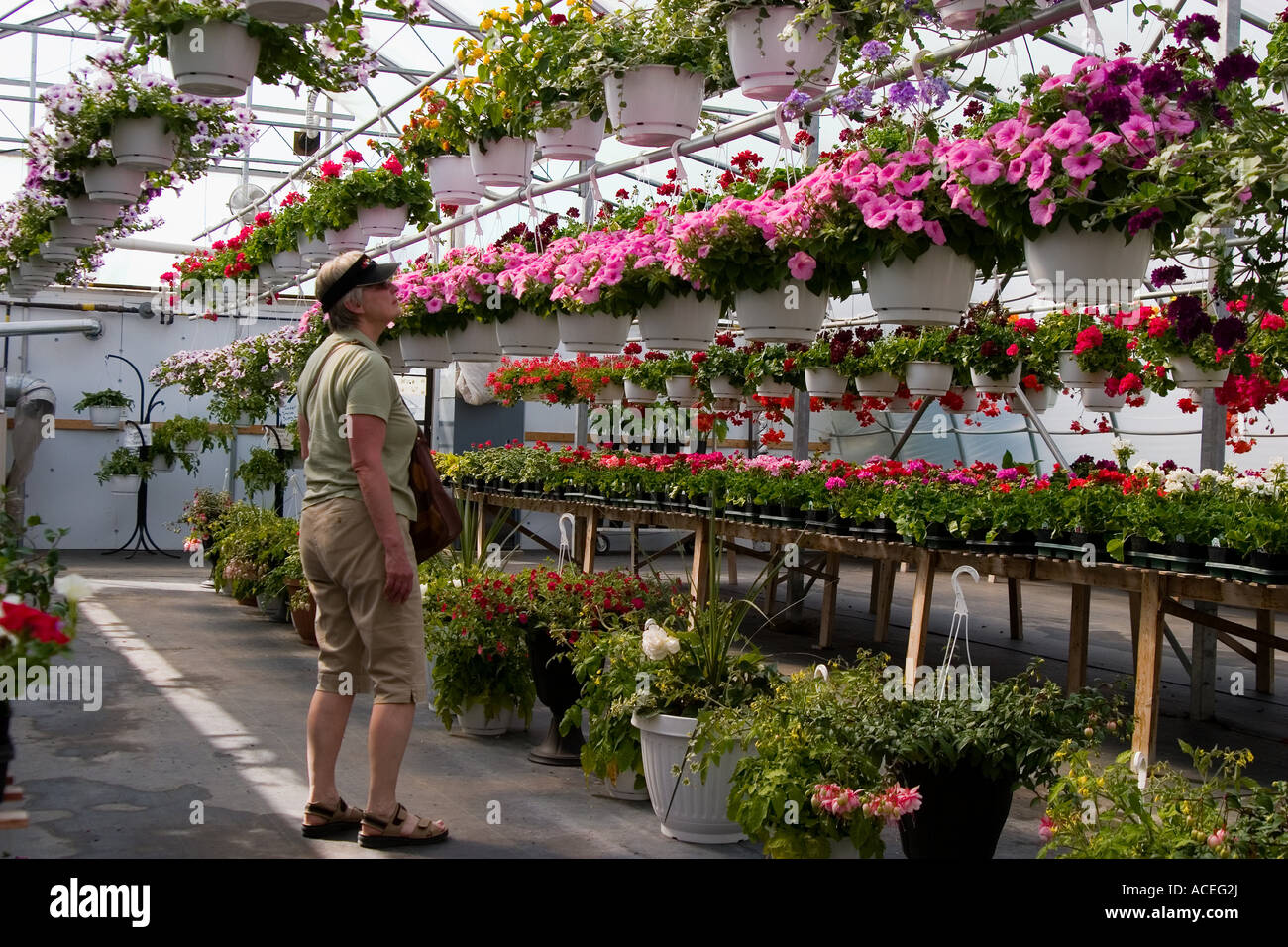 Spring in a greenhouse Stock Photo - Alamy