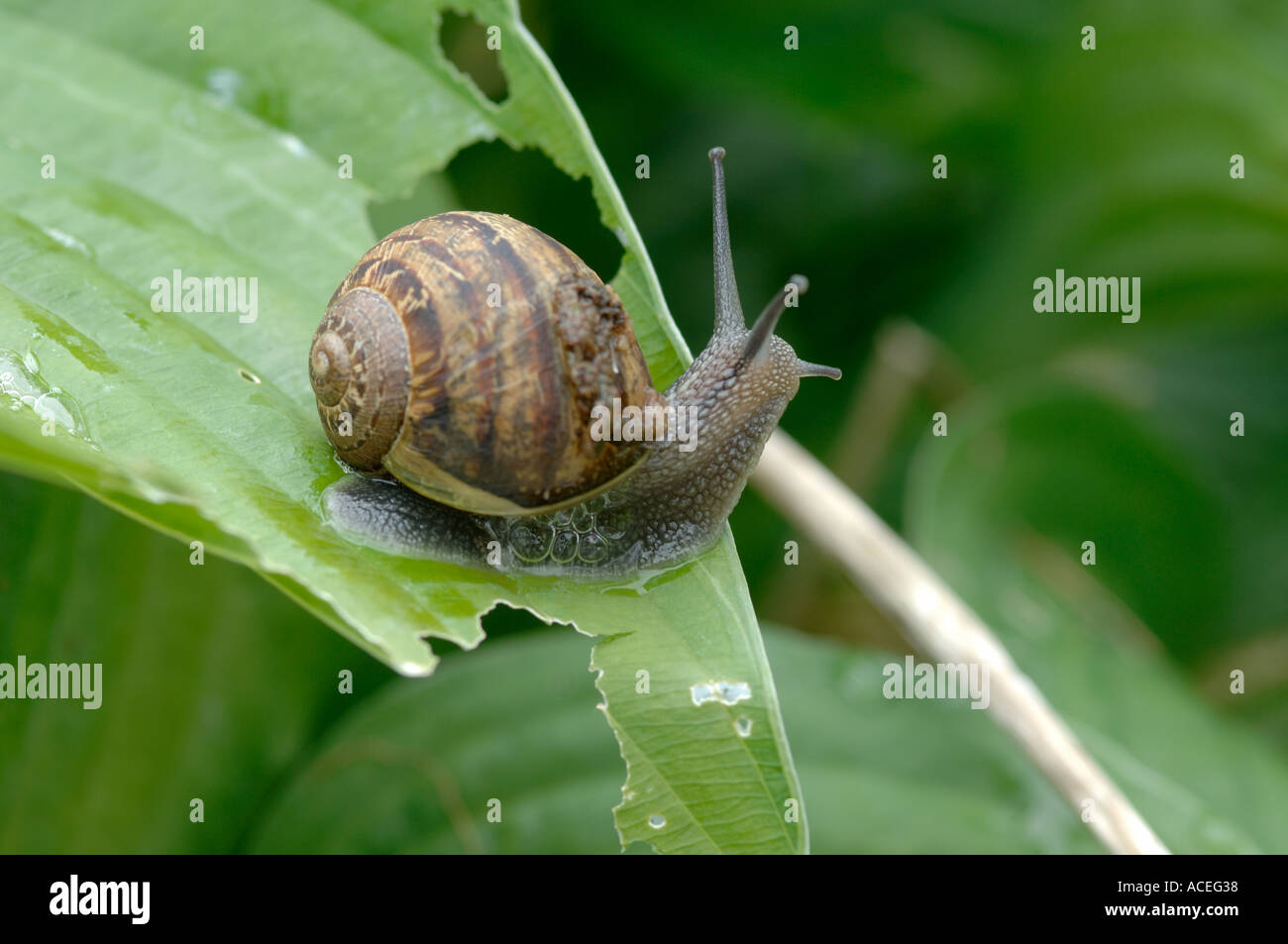 A garden snail Cornu aspersum on a damaged hosta leaf Stock Photo Alamy