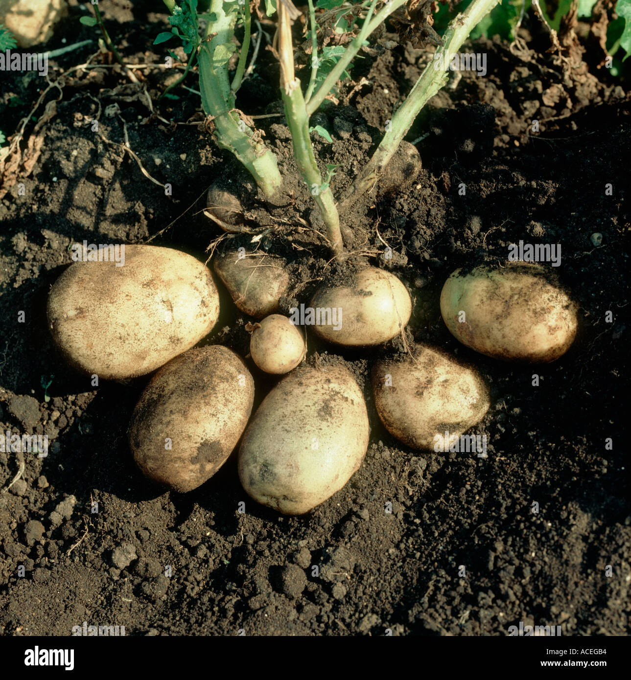 Potato Mature tubers in ground with soil around exposed tubers Stock