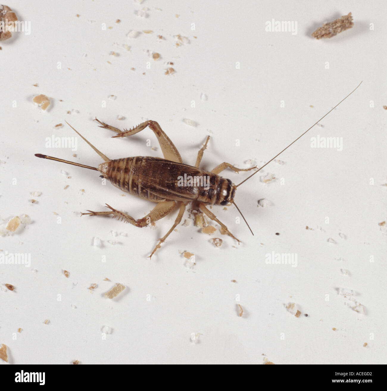 House Cricket Acheta domestica food crumbs adult damaged with broken antenna Stock Photo