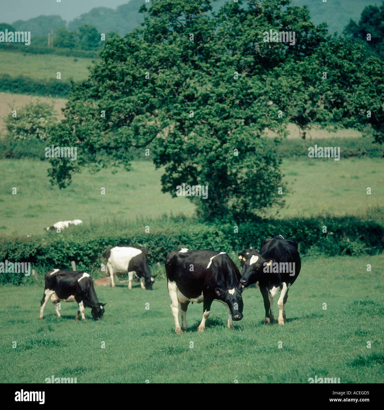 Friesian Holstein dairy cows grazing on Devon pasture in summer Stock ...