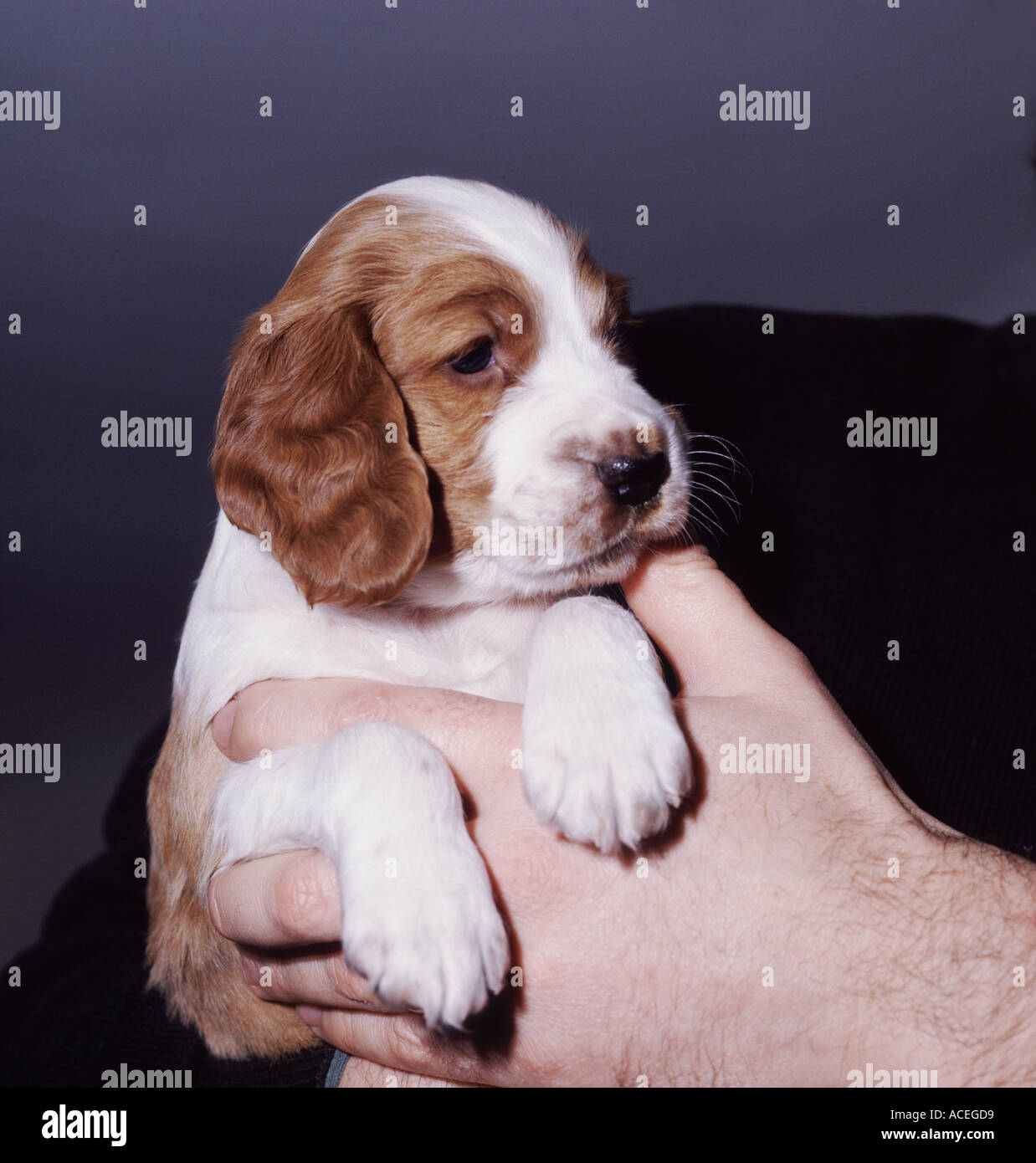 Five week old Welsh Springer Spaniel in mans hands Stock Photo