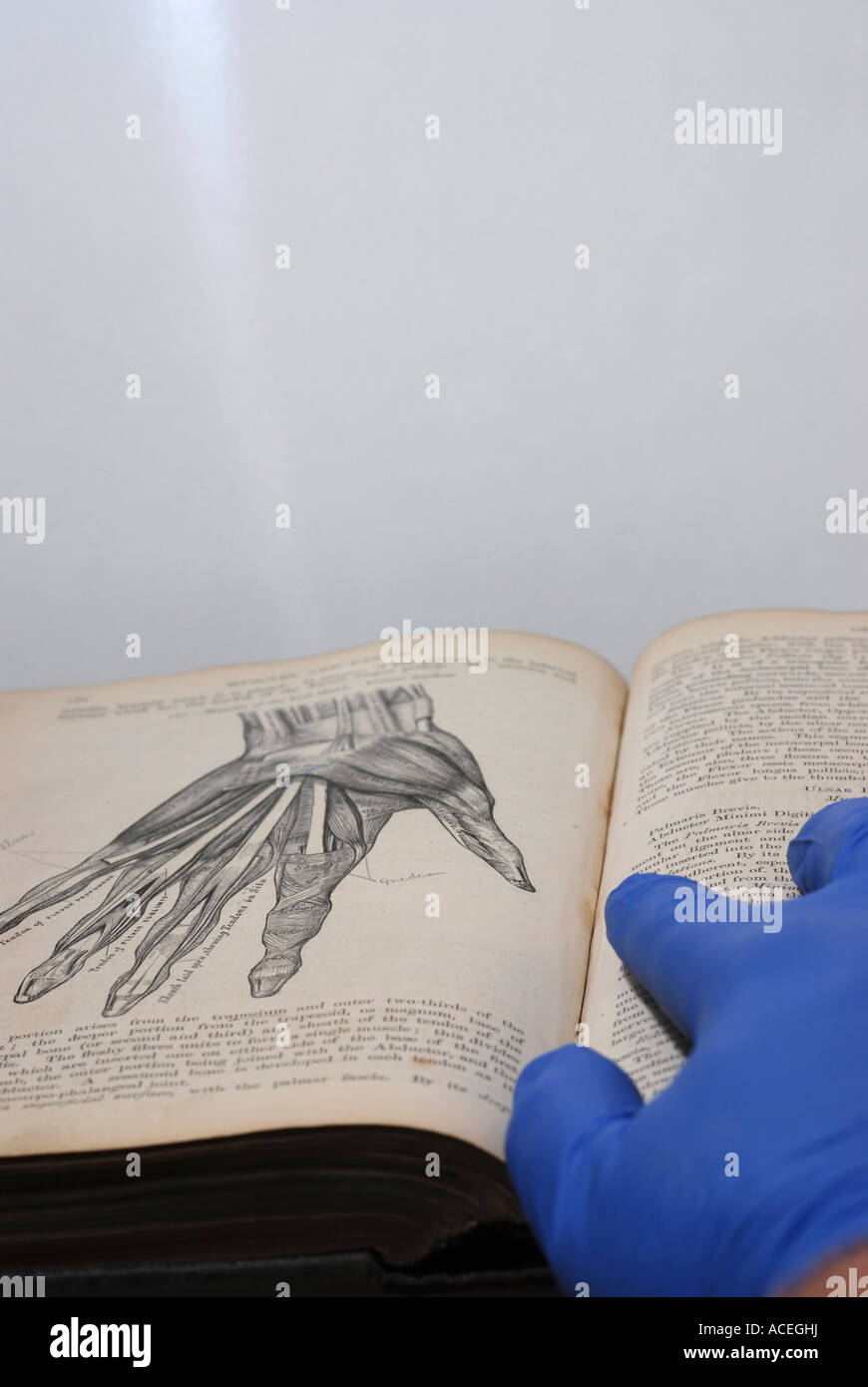 Researcher referencing a drawing of the palm of the hand in An open Anatomy text book Stock Photo