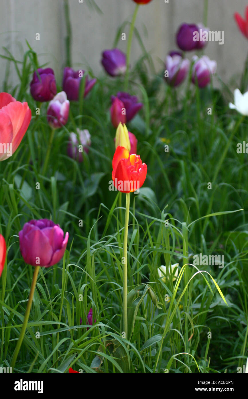 Tulpe liliaceae tulip hi-res stock photography and images - Alamy