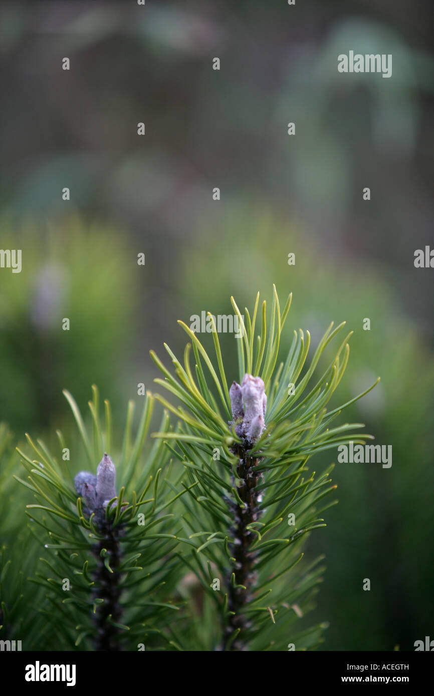 Pinaceae - Pinaceae Stock Photo