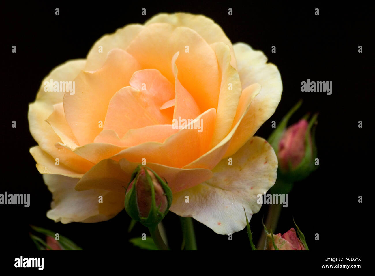 orange rose - rosa Stock Photo