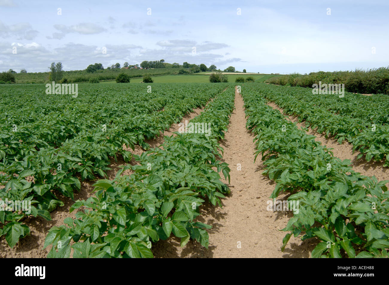 View of young clean potato Solanum tuberosum crop Somerset Stock Photo