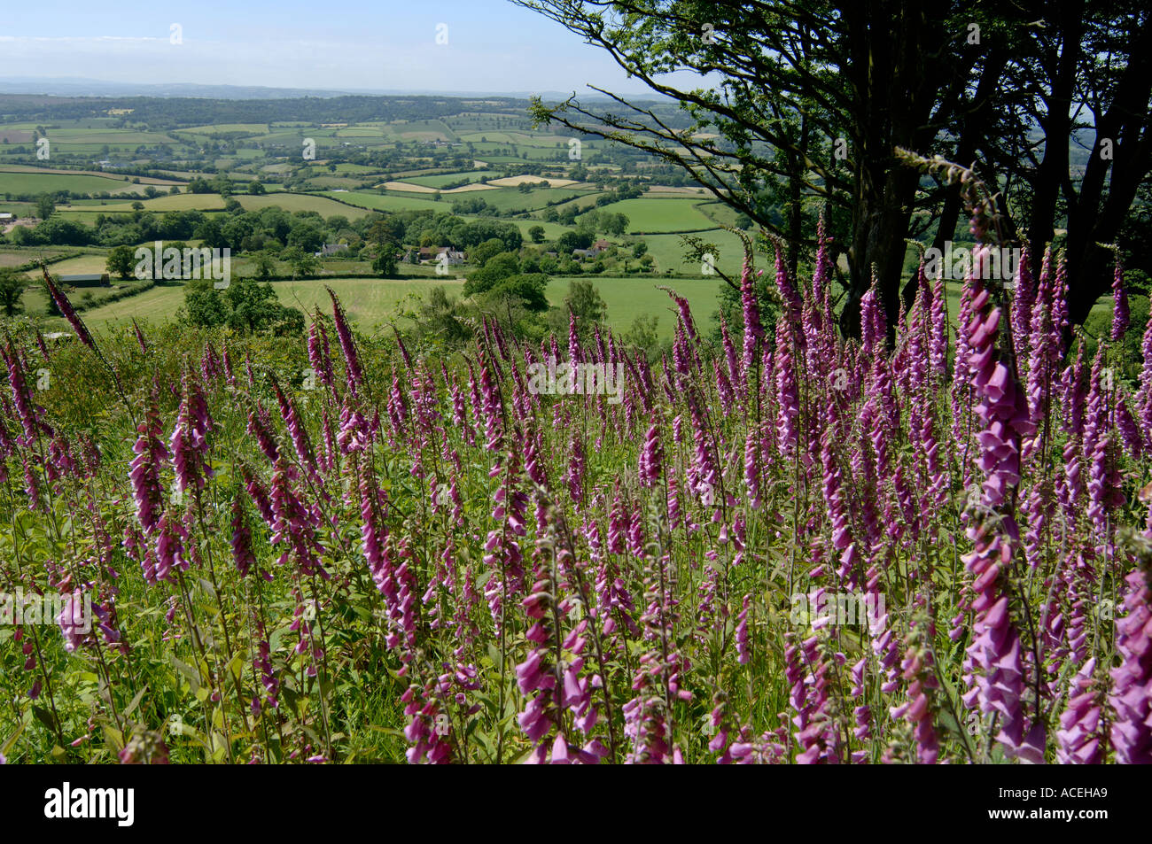 View of East Devon farmland in summer with small fields and flowering foxgloves in the foreground Stock Photo