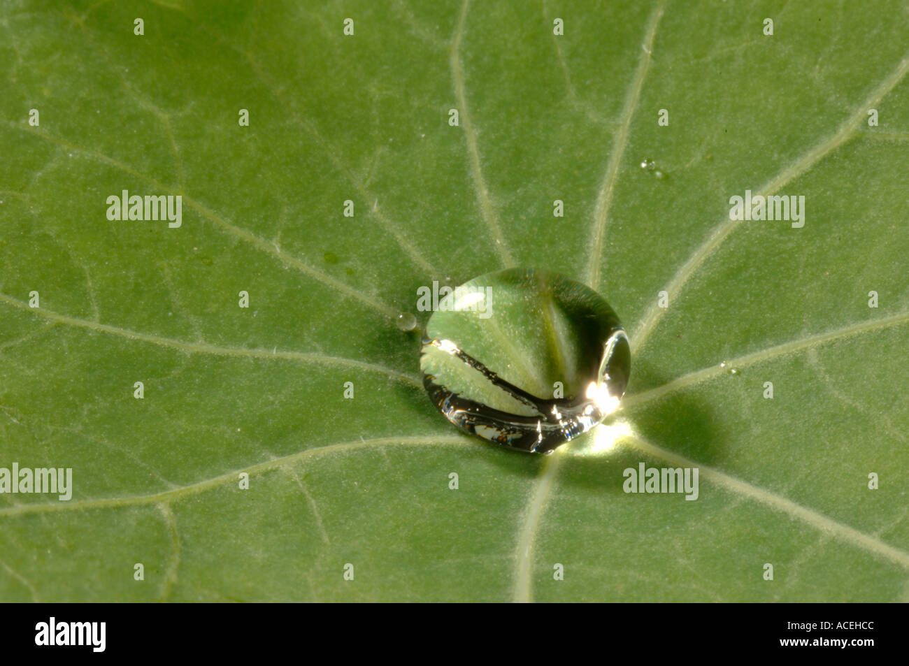 Exudation droplet on a nasturtium leaf Tropaeolum majus Stock Photo